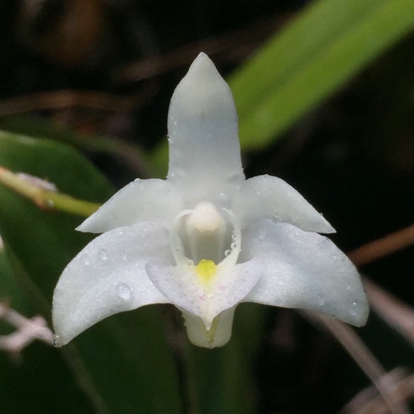 Interesting varieties of Dendrobium kingianum in our collection