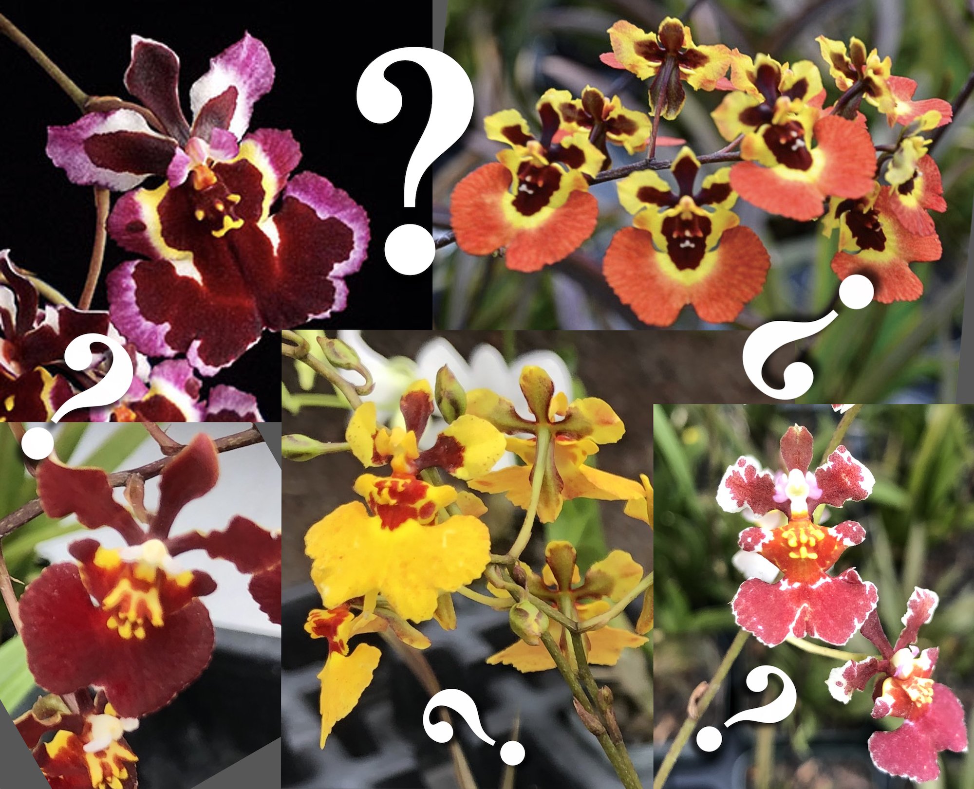 Mystery Tolumnia — Oncidium (photo from Orchid Insanity)