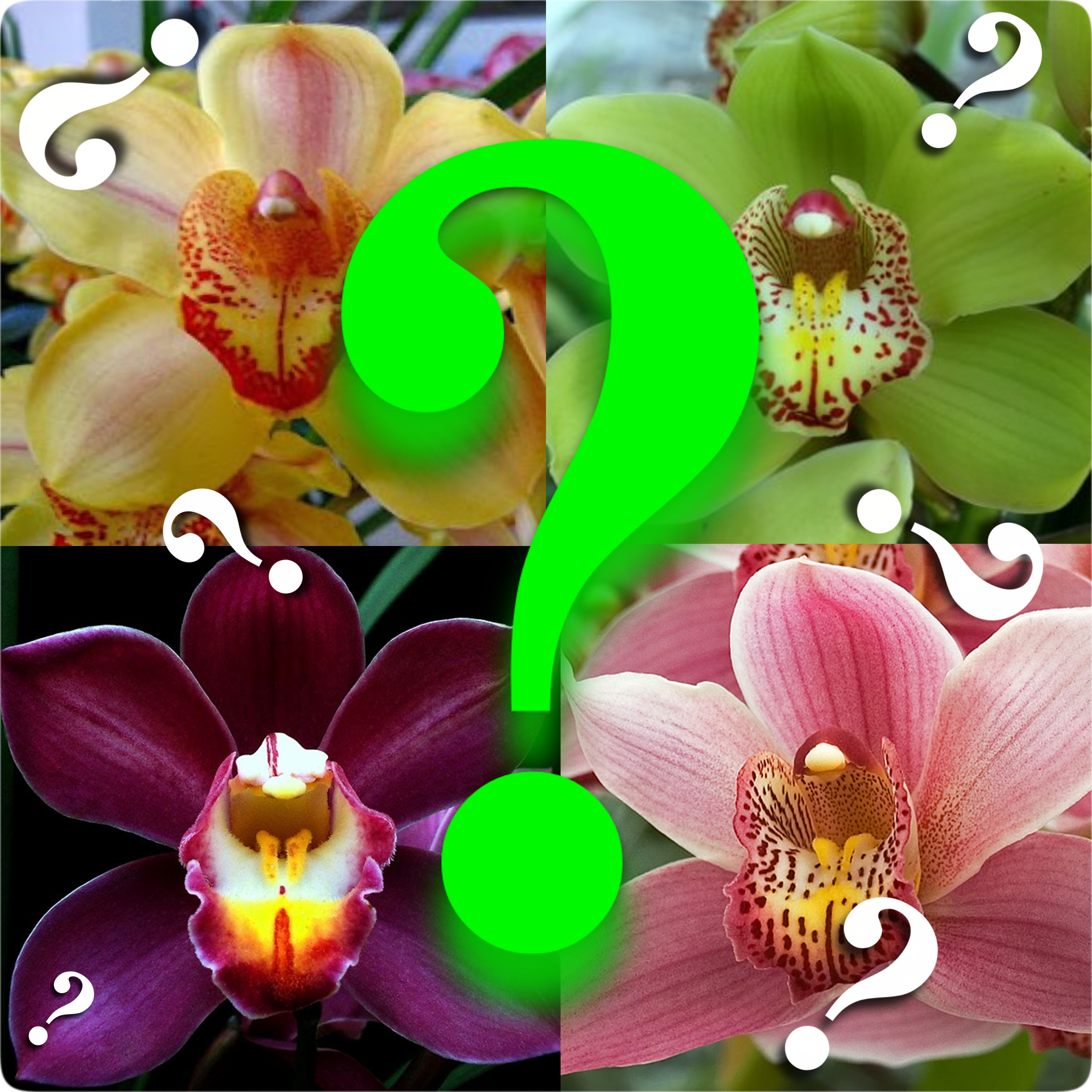 Trials of Orchid Retail (part 1 of 7,683,329 and counting)