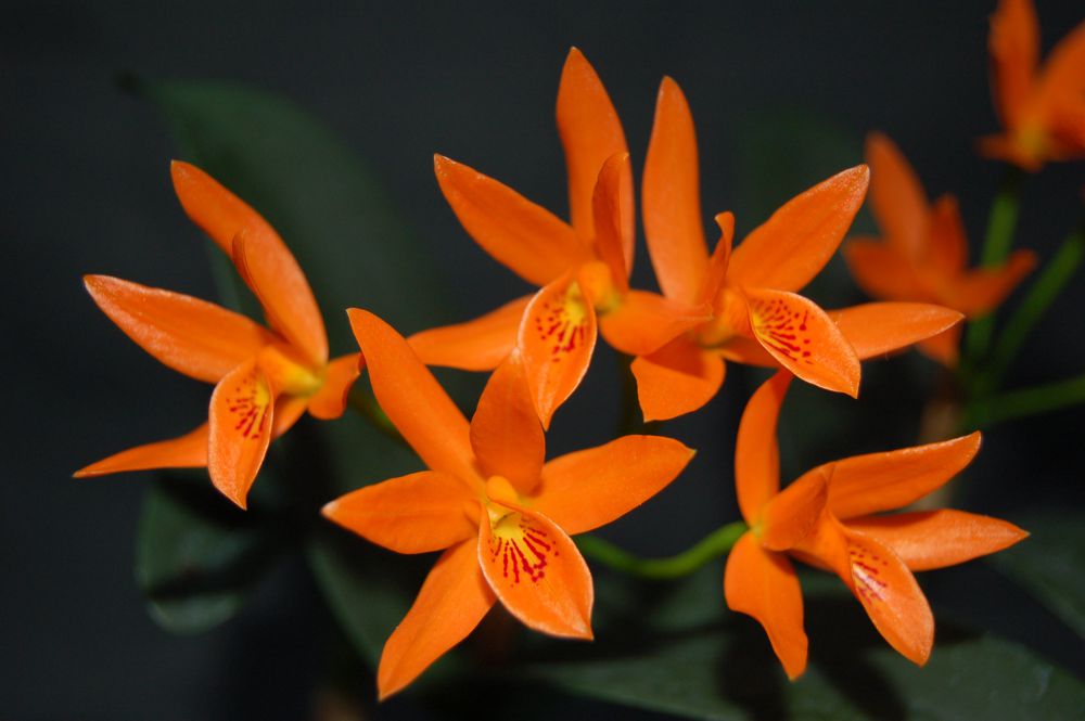 → Cattleya aurantiaca — Cattleya (photo from Orchid Insanity)