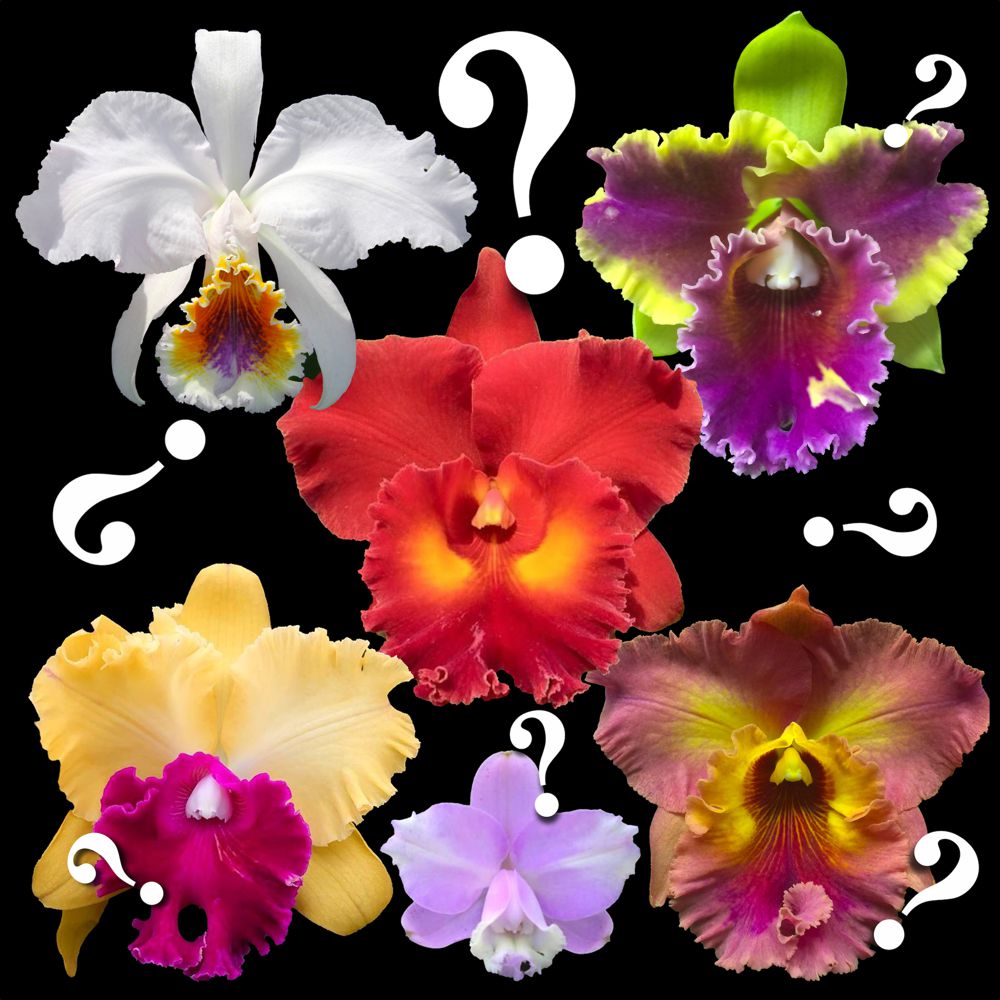 Cattleya orchids mystery/NoID huge variety fantastic colors and patterns — Cattleya (photo from Orchid Insanity)
