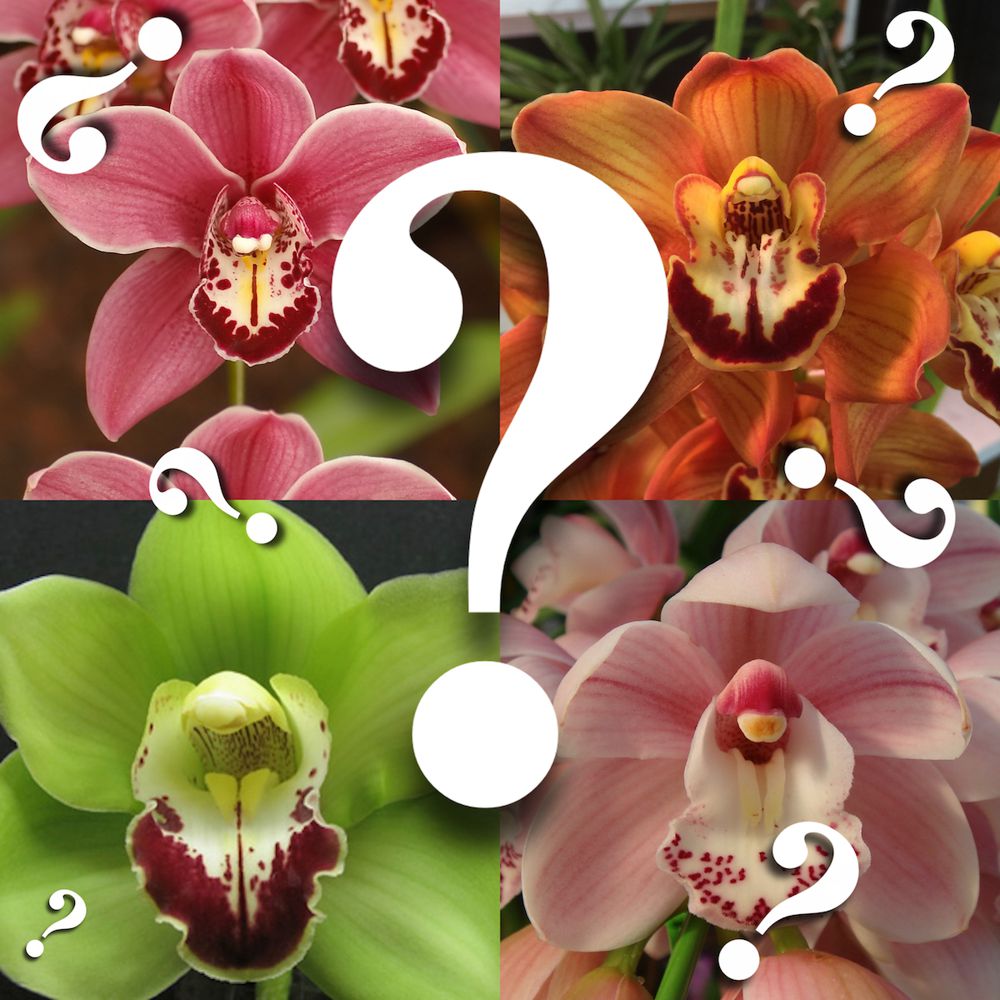 Cymbidium mystery/random seedlings for patient orchid growers huge variety — Cymbidium (photo from Orchid Insanity)