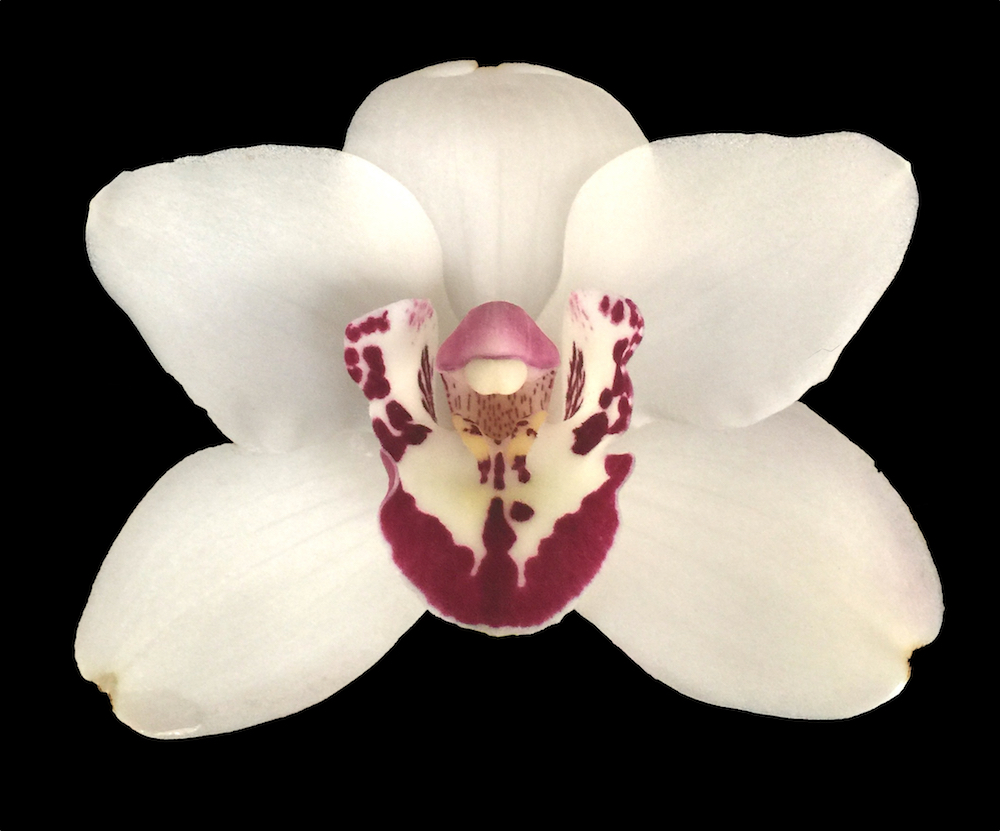 Cymbidium Vanessa Amorosi — Cymbidium (photo from Orchid Insanity)