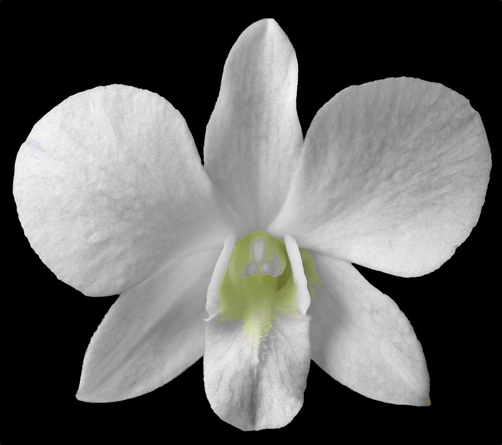 Dendrobium pure white flower nobile — Dendrobium (photo from Orchid Insanity)