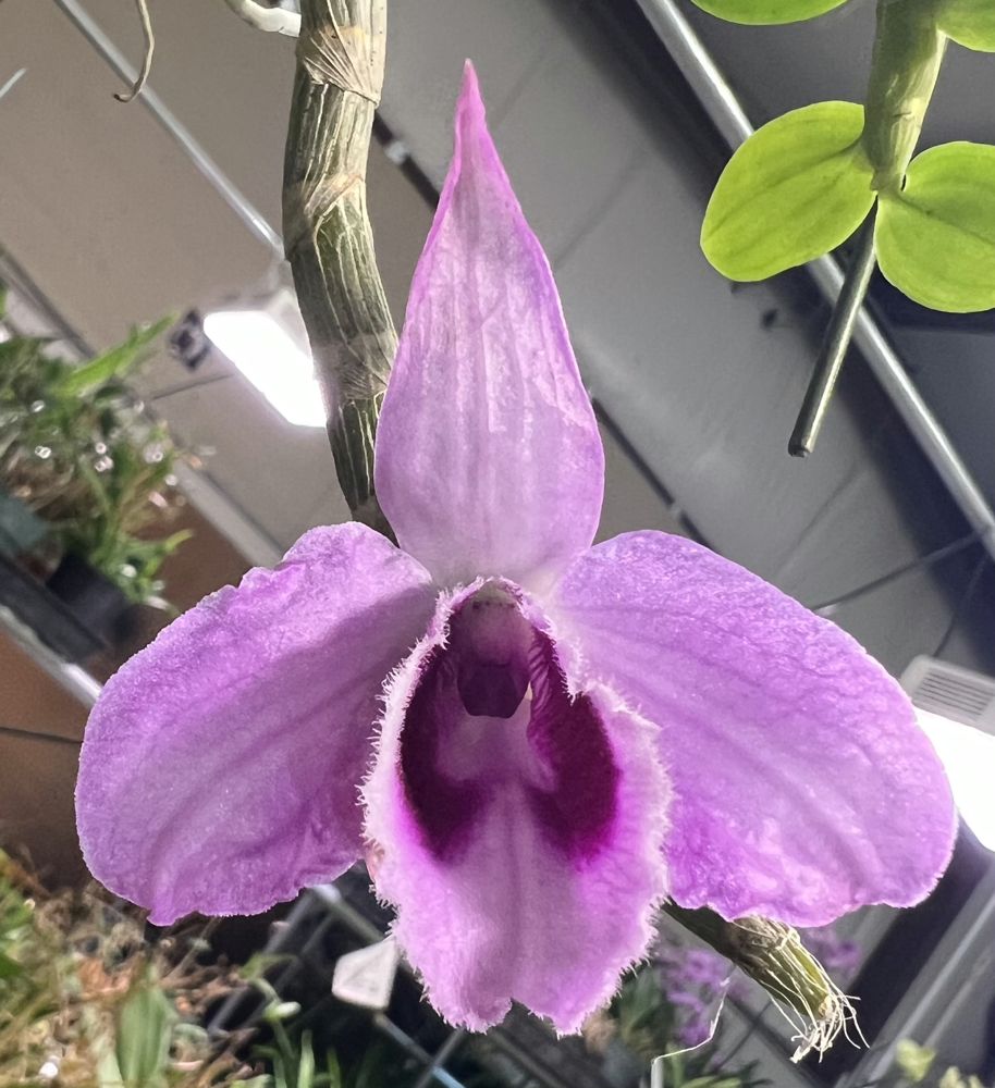 Dendrodium anosmum — Dendrobium (photo from Orchid Insanity)