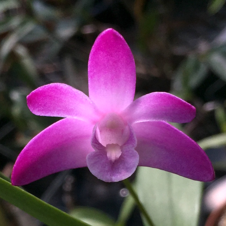 Dendrobium kingianum 'Kobai' — Dendrobium (photo from Orchid Insanity)