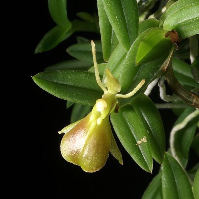 Epidendrum porpax — Epidendrum (photo from Orchid Insanity)