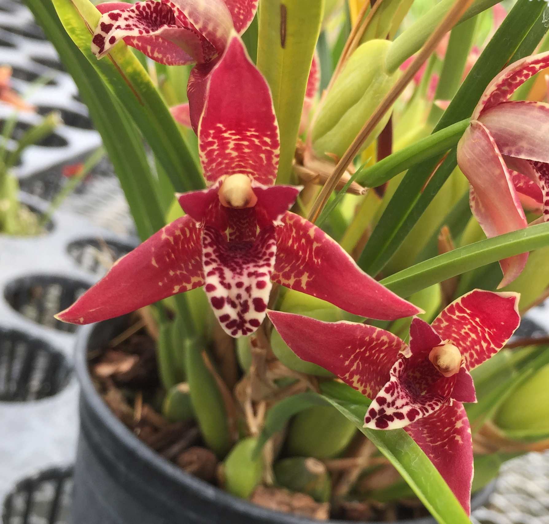 Coconut Pie Fragrance Orchid  Maxillaria Tenuifolia  Very Easy to Grow — Maxillaria (photo from Orchid Insanity)