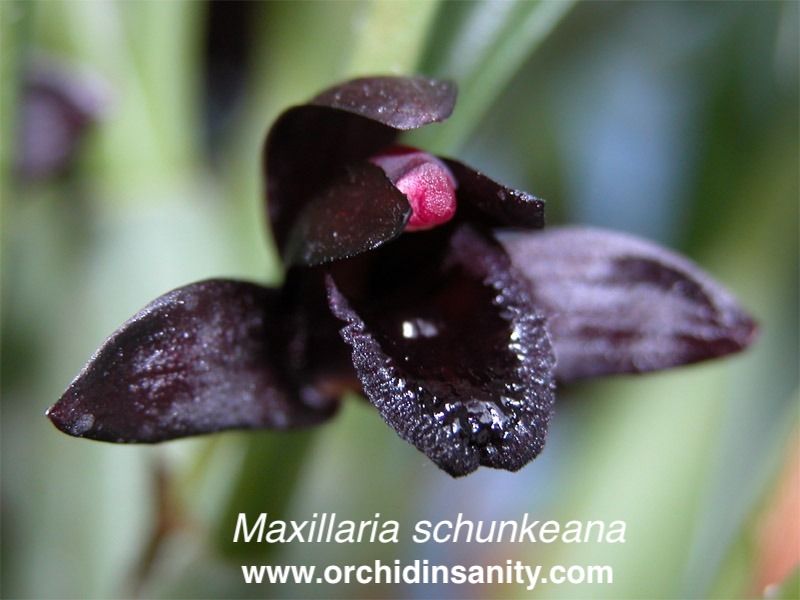 Maxillaria schunkeana — Maxillaria (photo from Orchid Insanity)