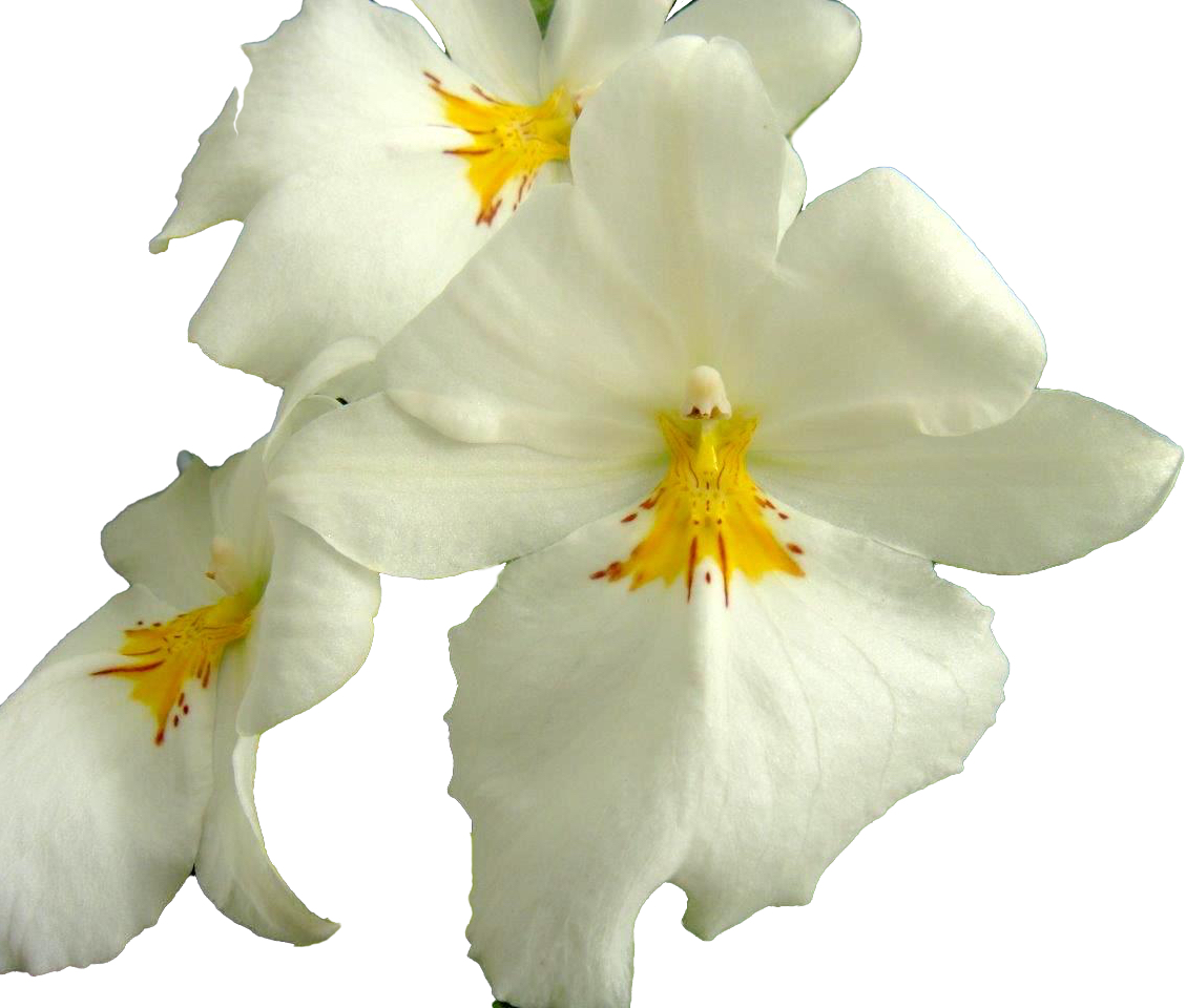 Miltoniopsis Sun Glow ‘Amazing’  FRAGRANT BLOOMS easy to grow — Miltoniopsis (photo from Orchid Insanity)