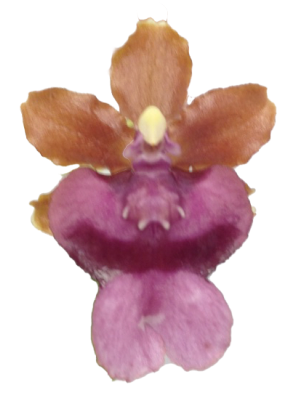 Onc. Pacific Sunrise ‘Hakalau’  Easy to grow — Species (photo from Orchid Insanity)
