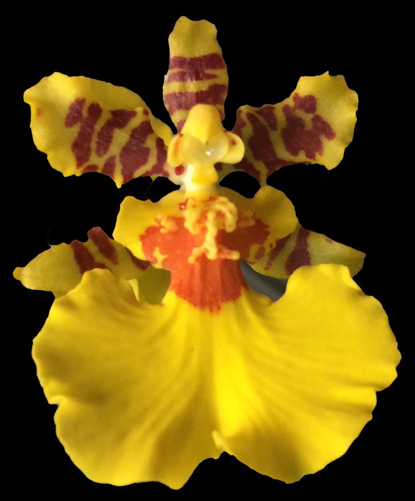 Dancing Lady Orchid — Oncidium (photo from Orchid Insanity)