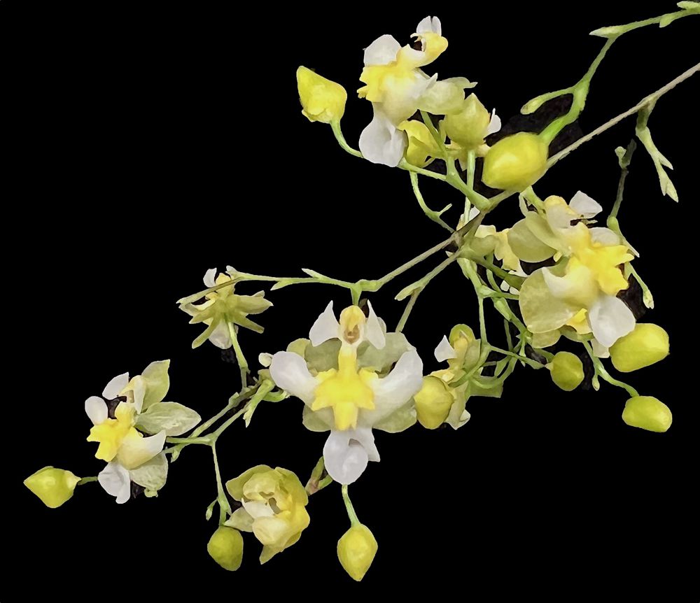 Onc Gold Dust — Oncidium (photo from Orchid Insanity)