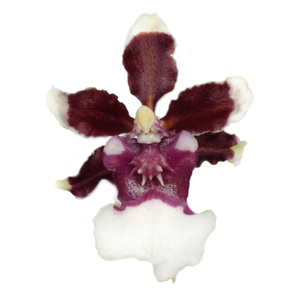 Onc. Heaven Scent ‘Redolence’  FRAGRANT CHOCOLATESCENTED BLOOMS Easy to grow — Oncidium (photo from Orchid Insanity)