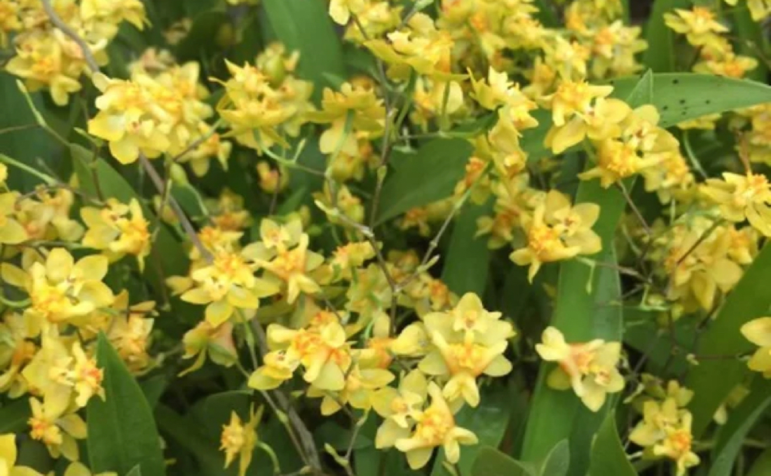 Onc. TWINKLE ‘Yellow Bird’  FRAGRANT BLOOMS easy to grow and bloom! Miniature windowsillsize — Oncidium (photo from Orchid Insanity)