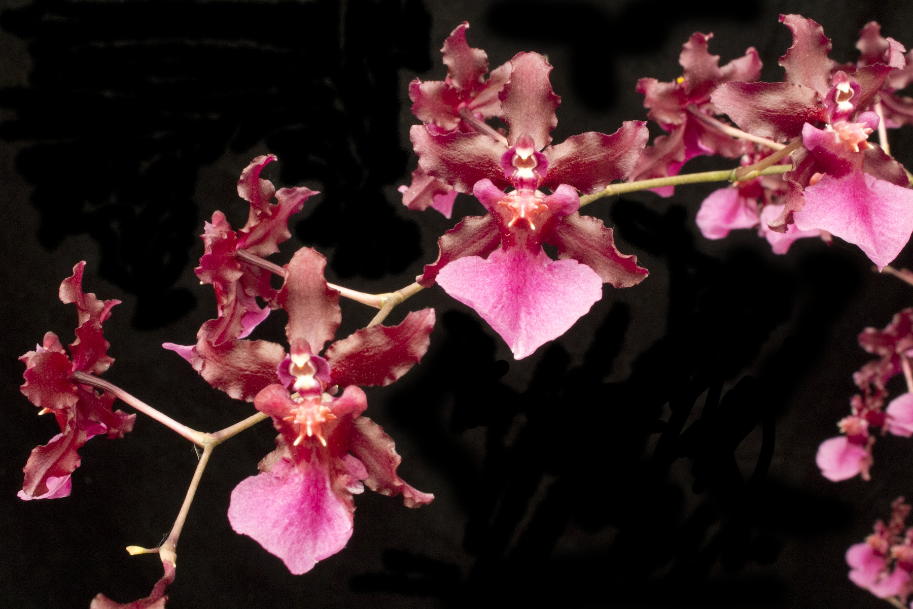 Oncidium Sharry Baby  CHOCOLATE FRAGRANCE very popular — Oncidium (photo from Orchid Insanity)