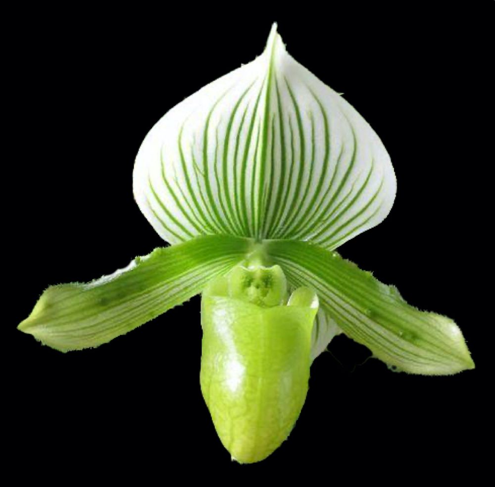Lady Slipper Paphiopedilum Orchid — Paphiopedilum (photo from Orchid Insanity)
