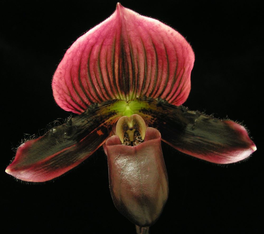 Lady Slipper Paphiopedilum Orchid — Paphiopedilum (photo from Orchid Insanity)
