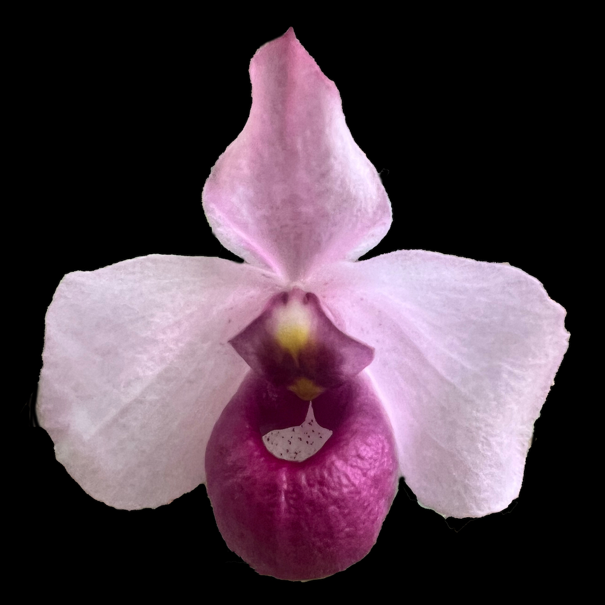 Paphiopedilum delenatii — Paphiopedilum (photo from Orchid Insanity)