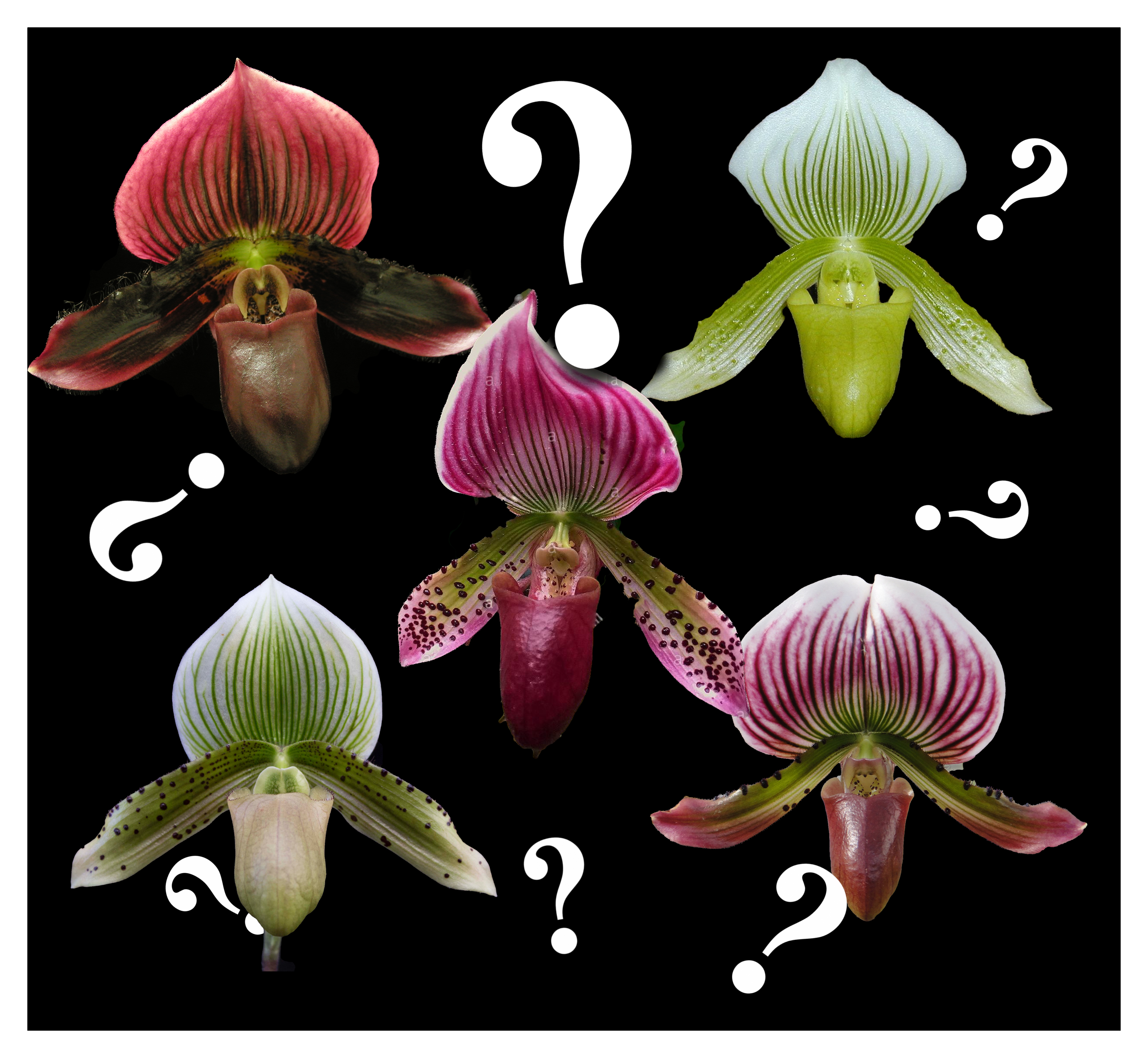 Paphiopedilum Lady Slipper Orchid Maudiae type mystery/no tag — Paphiopedilum (photo from Orchid Insanity)