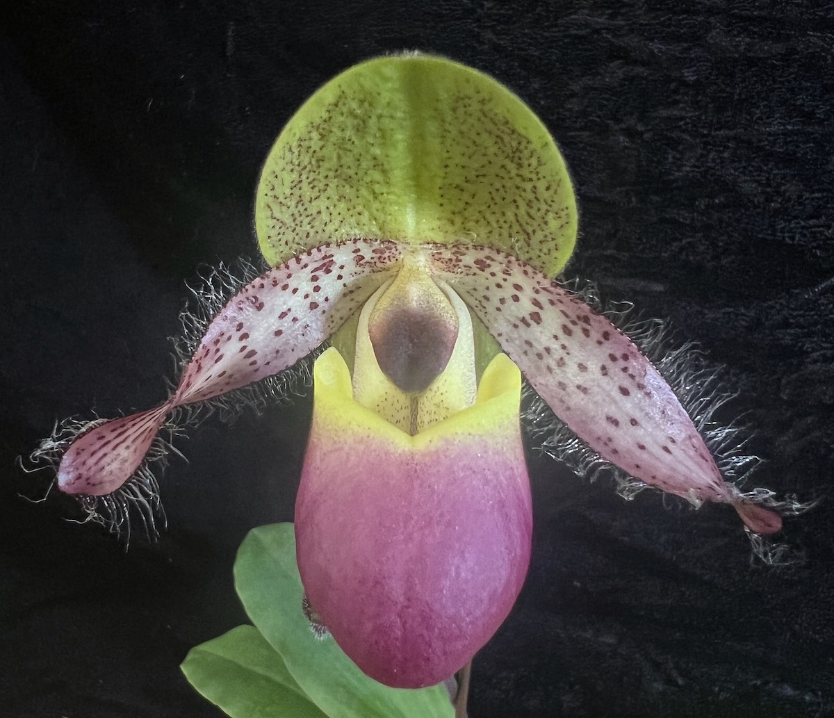 Paphiopedilum moquetteanum — Paphiopedilum (photo from Orchid Insanity)