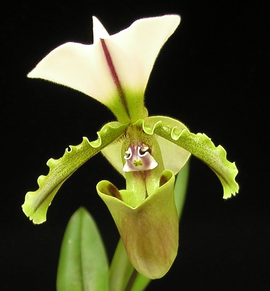 Paphiopedilum spicerianum — Paphiopedilum (photo from Orchid Insanity)