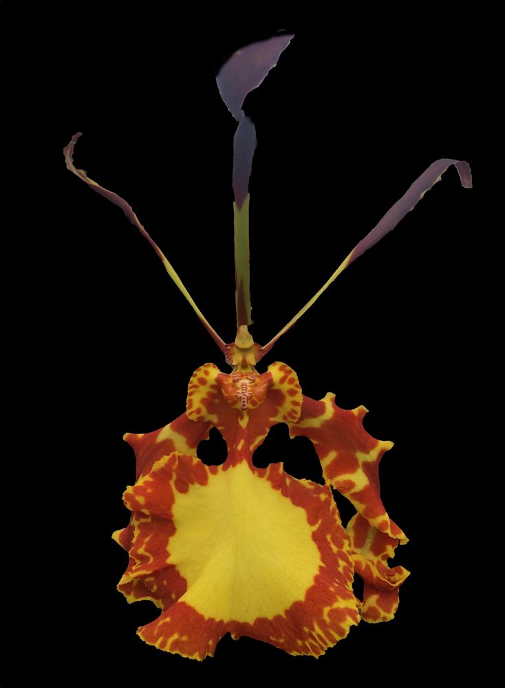 Psychopsis Mendenhall — Psychopsis (photo from Orchid Insanity)