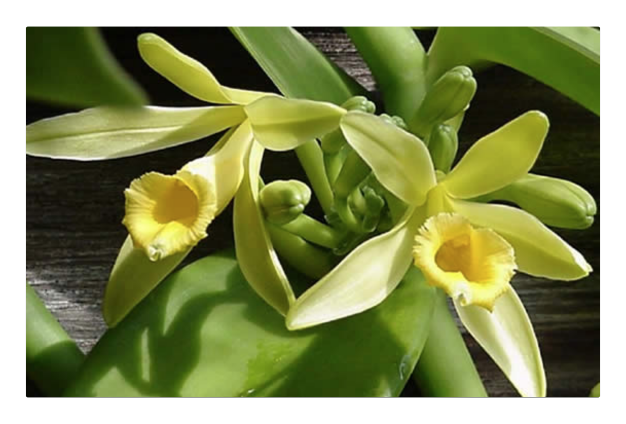 Vanilla planifolia  live plant — Vanilla (photo from Orchid Insanity)