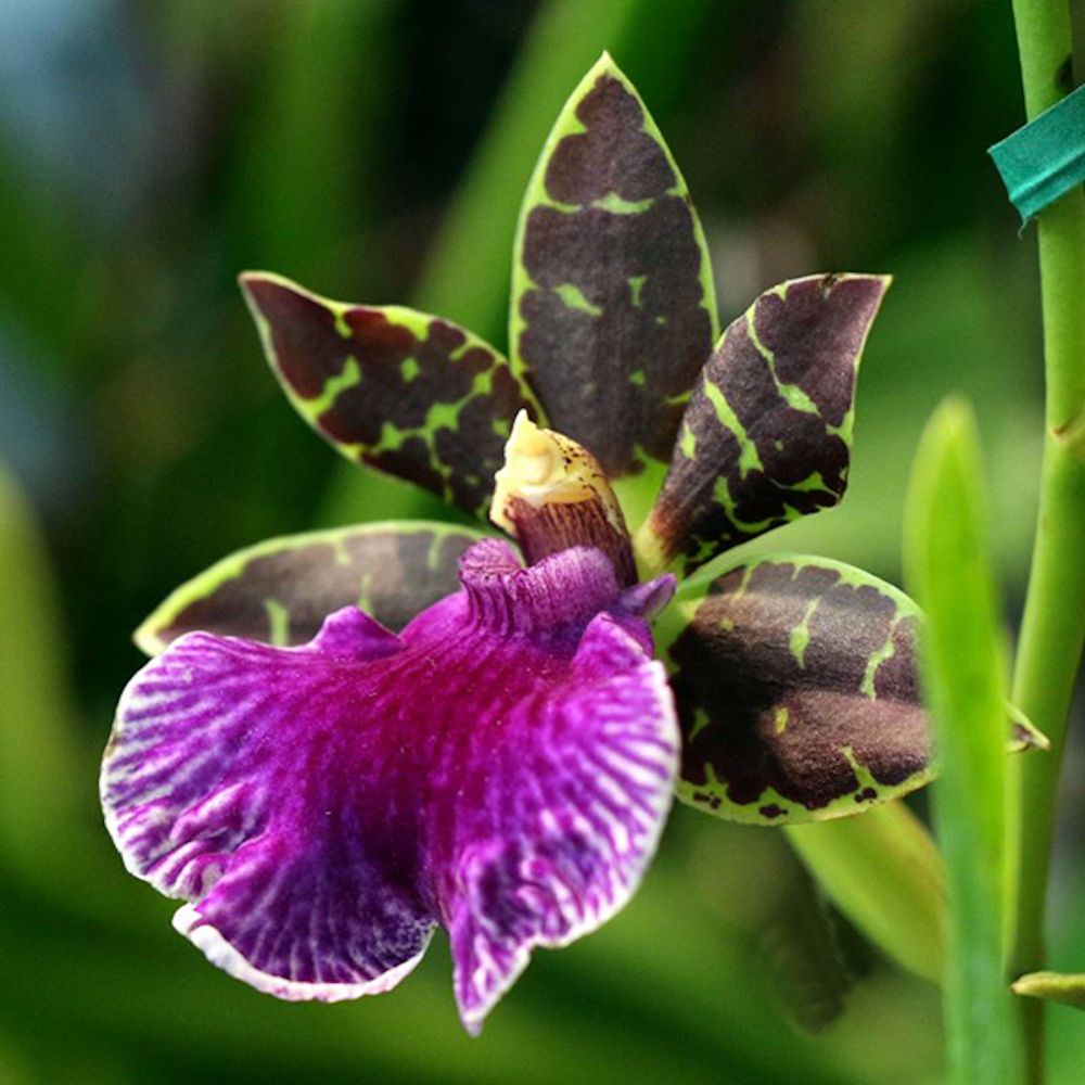 Zygo Artur Elle — Zygopetalum (photo from Orchid Insanity)